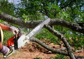 How Our Tree Care Process Works  in  Batesburg Leesville, SC