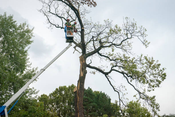  Batesburg Leesville, SC Tree Services Pros